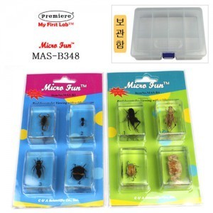 21025-MAS-B348 표본곤충벌레8종(BOX) 